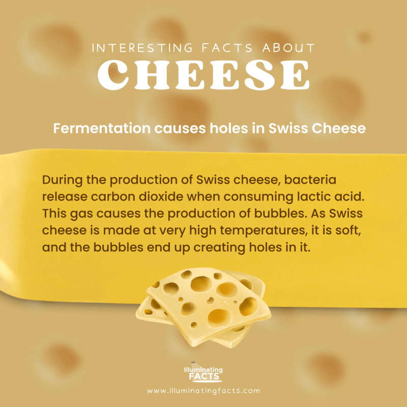 Fermentation causes holes in Swiss Cheese