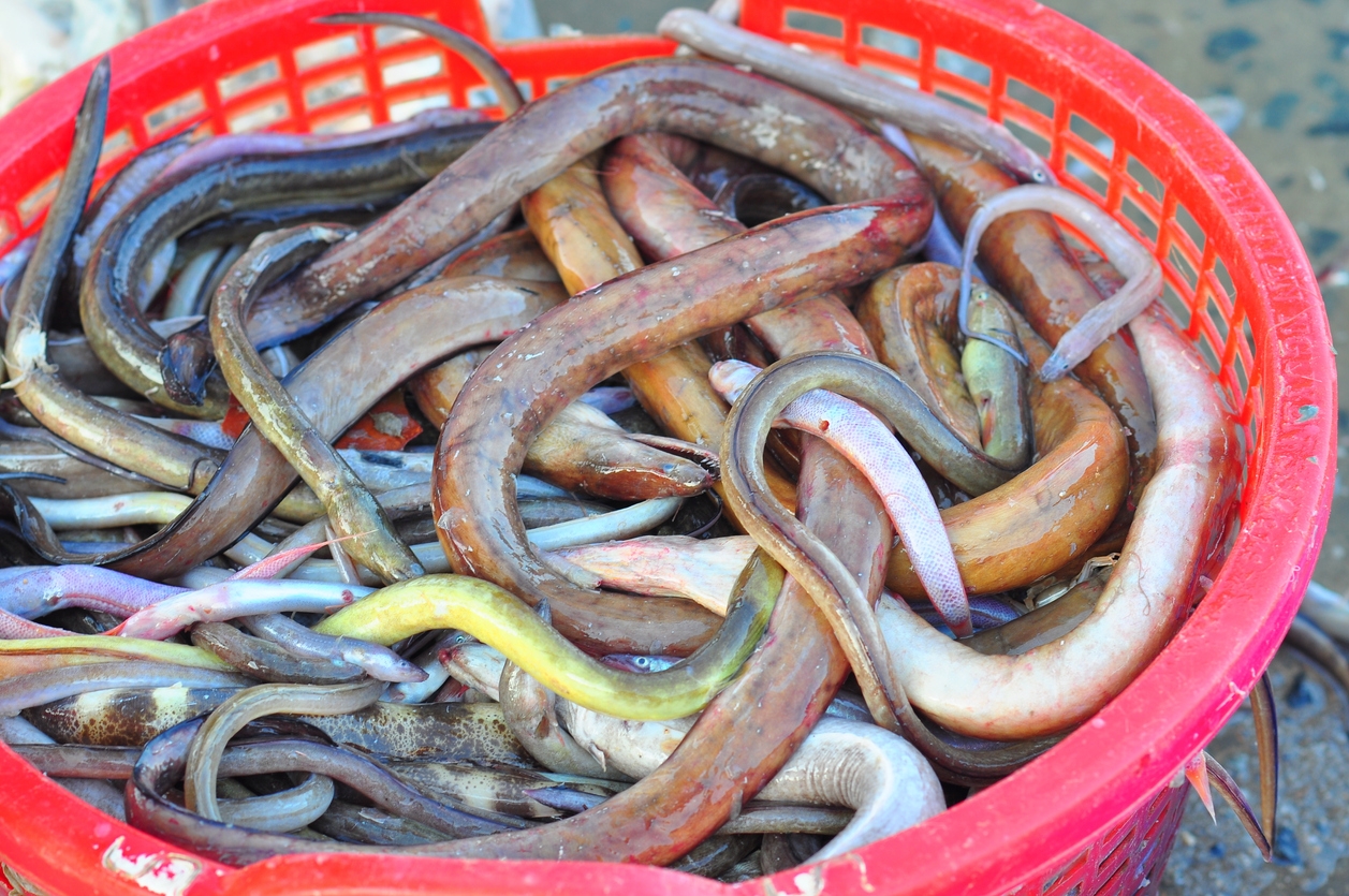 Fish eels are for sale