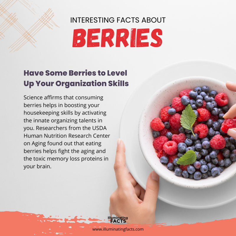 Have Some Berries to Level Up Your Organization Skills