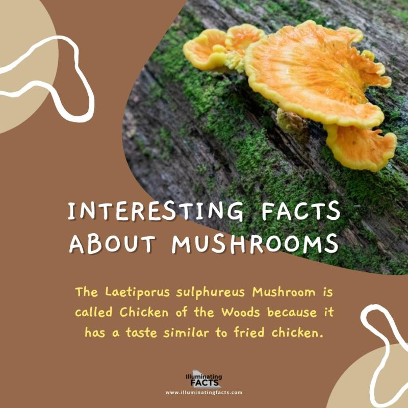 Laetiporus sulphureus Mushroom is called Chicken of the Woods 