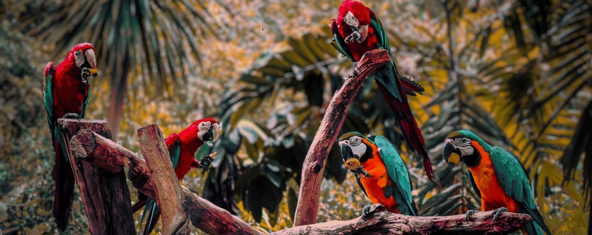 Macaw parrots sitting on a tree branch