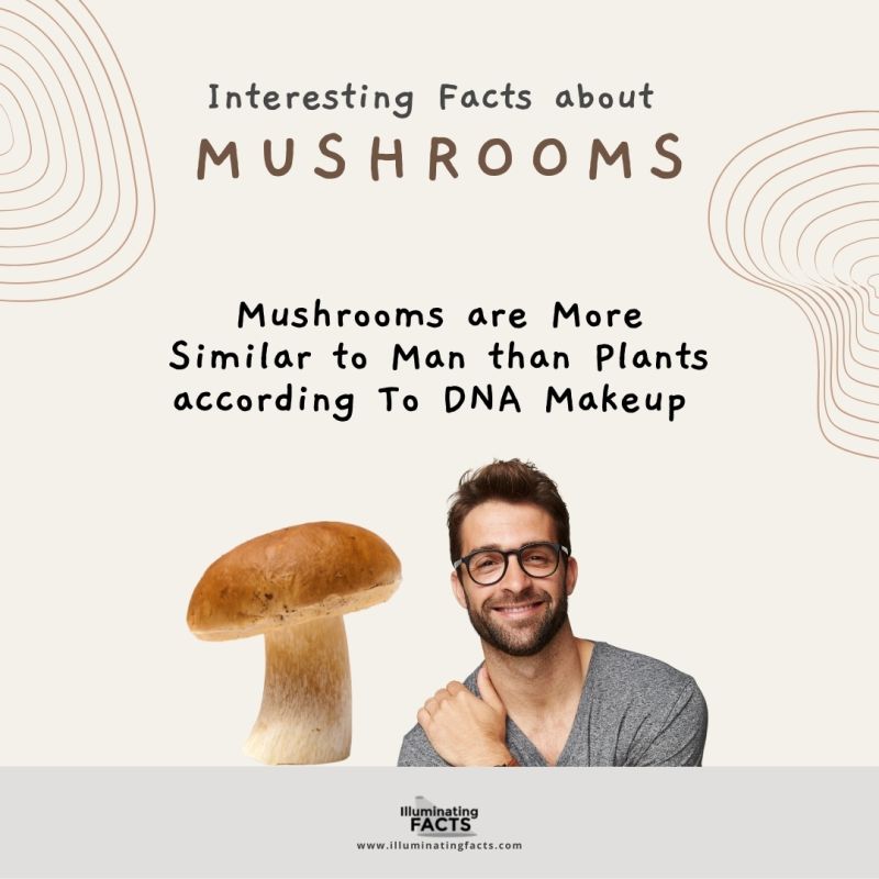Mushrooms are More Similar to Man than Plants according To DNA Makeup 