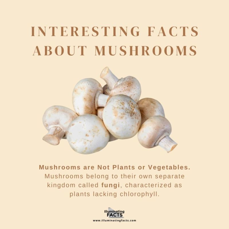 Mushrooms are Not Plants or Vegetables 