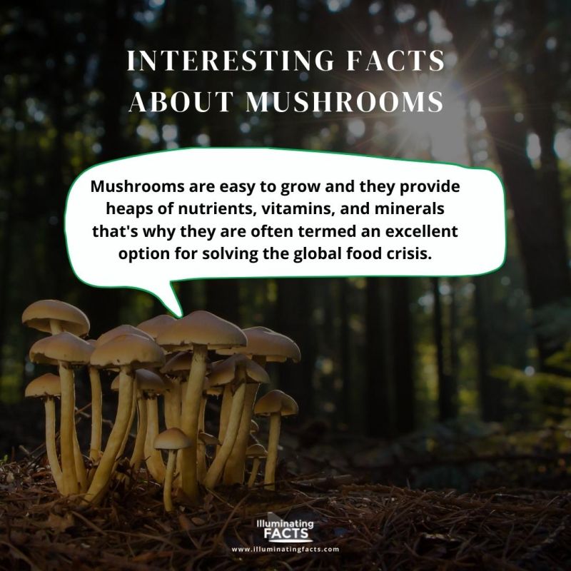 Mushrooms are the Most Suitable for Solving the Global Food Crisis 