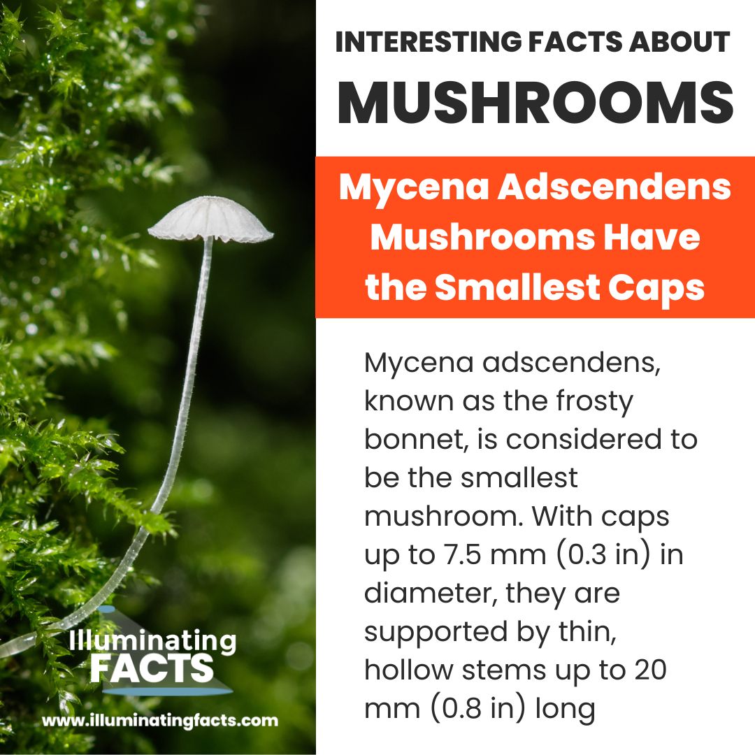 Mycena Adscendens Mushrooms Have the Smallest Caps