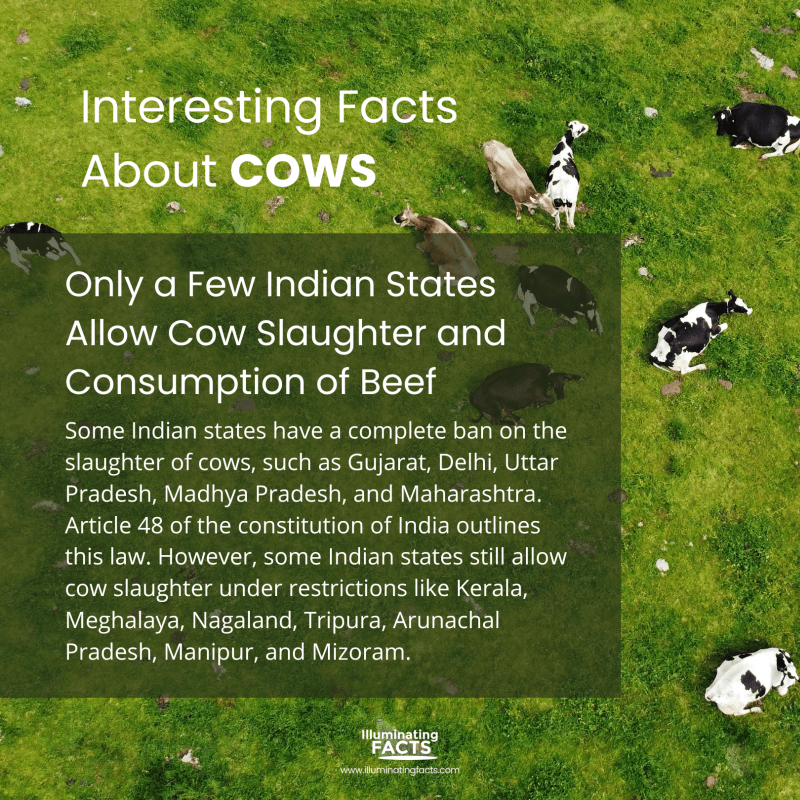 Only a Few Indian States Allow Cow Slaughter and Consumption of Beef 