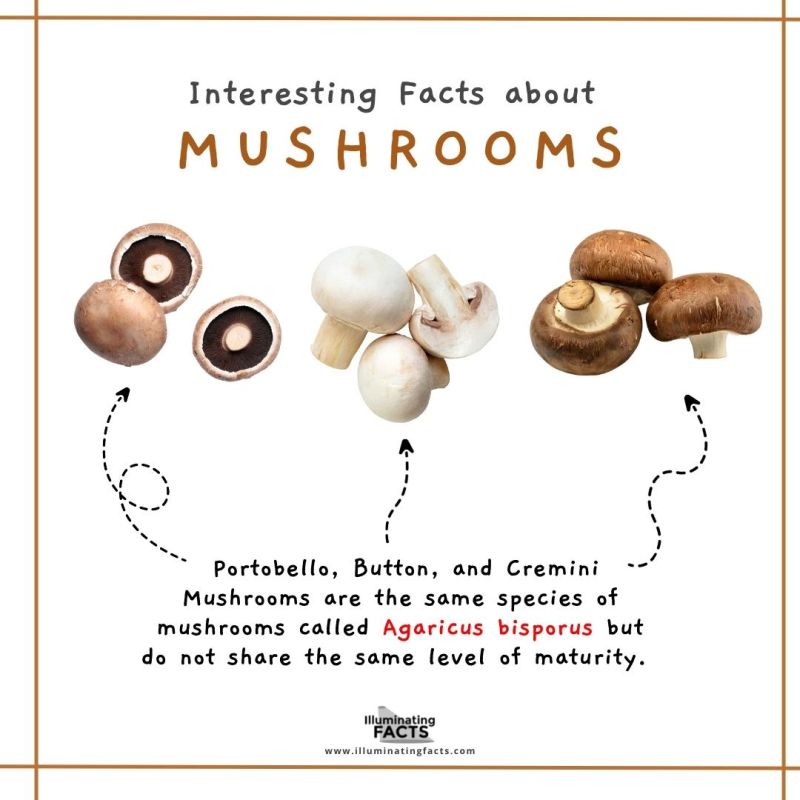 Portobello, Button, and Cremini Mushrooms are the same 
