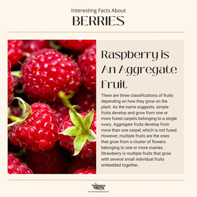 Raspberry is An Aggregate Fruit