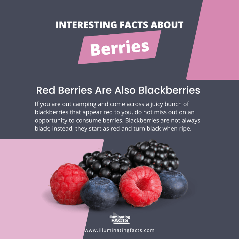 Red Berries Are Also Blackberries