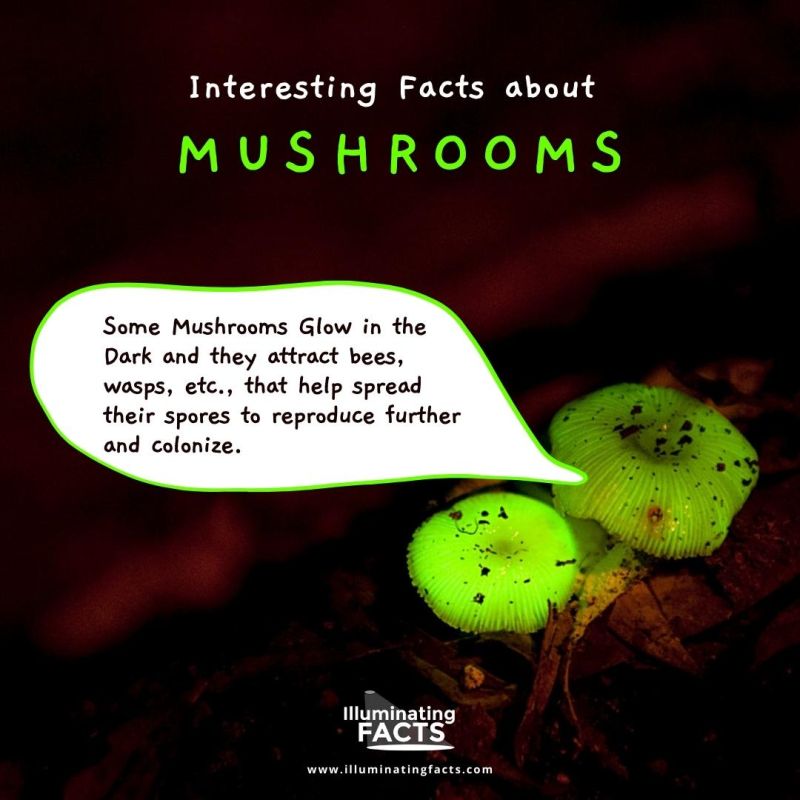 Some Mushrooms Glow in the Dark