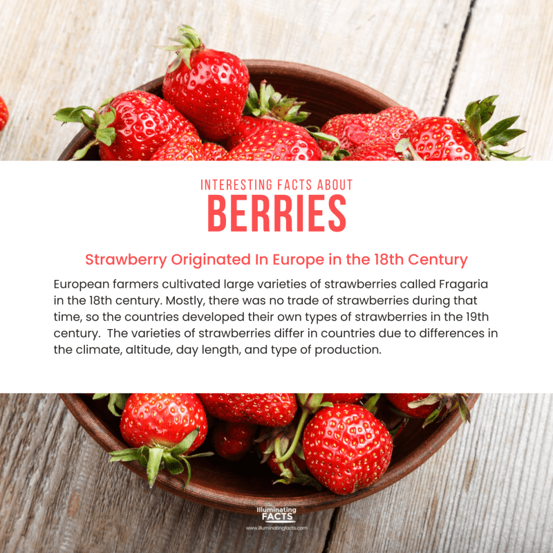 Strawberry Originated In Europe in the 18th Century