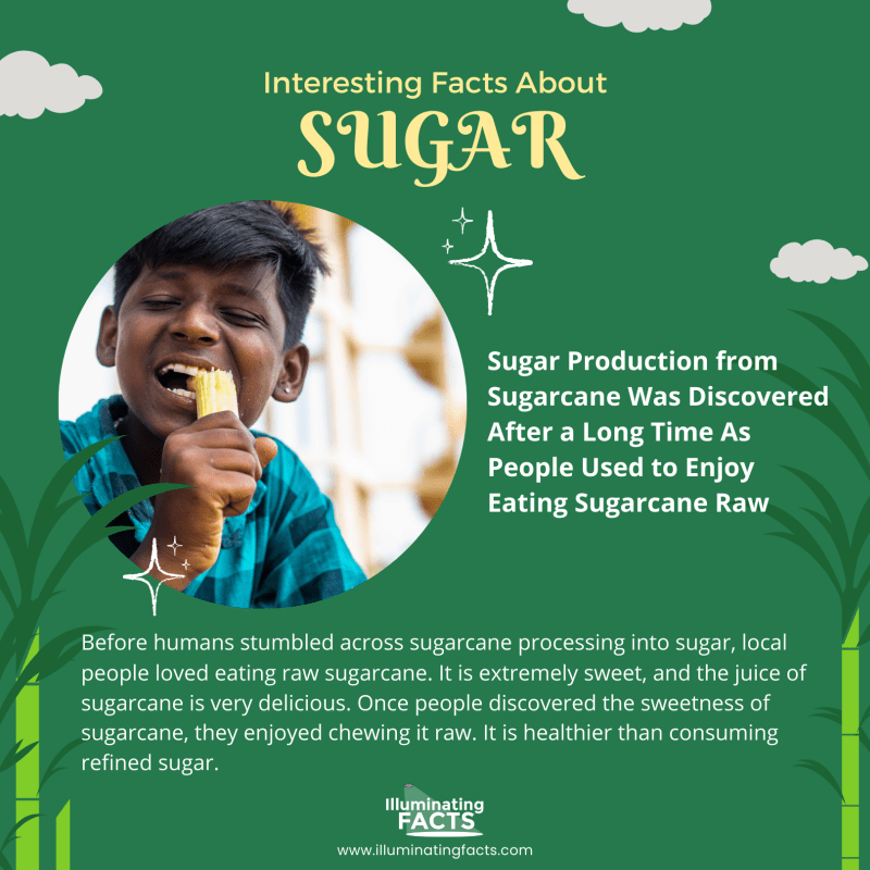 Sugar Production from Sugarcane Was Discovered After a Long Time As People Used to Enjoy Eating Sugarcane Raw 