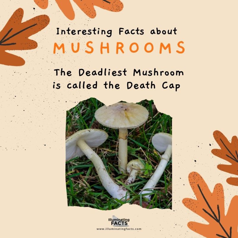 The Deadliest Mushroom is called the Death Cap 