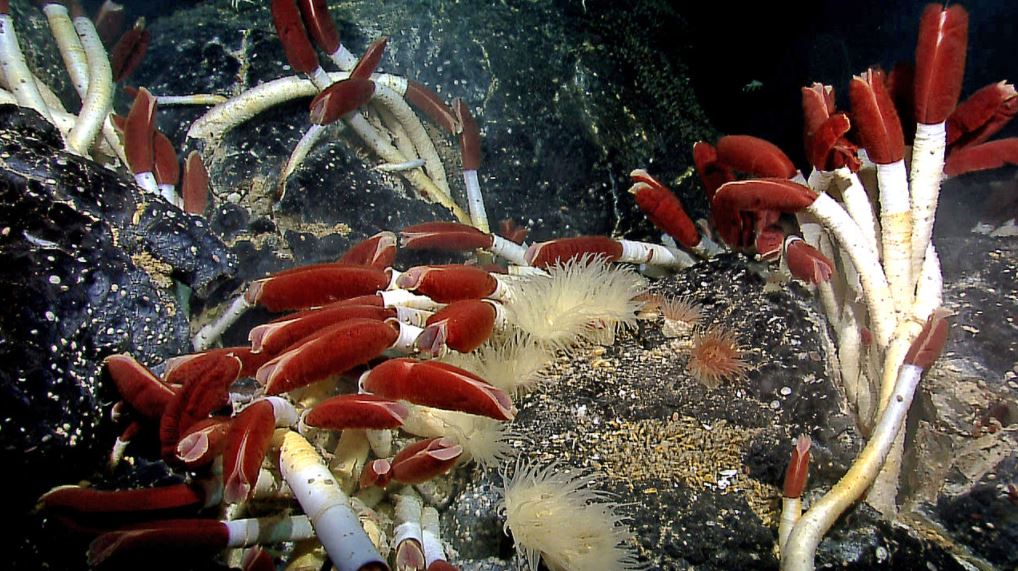 The Deep-Sea Tube Worm