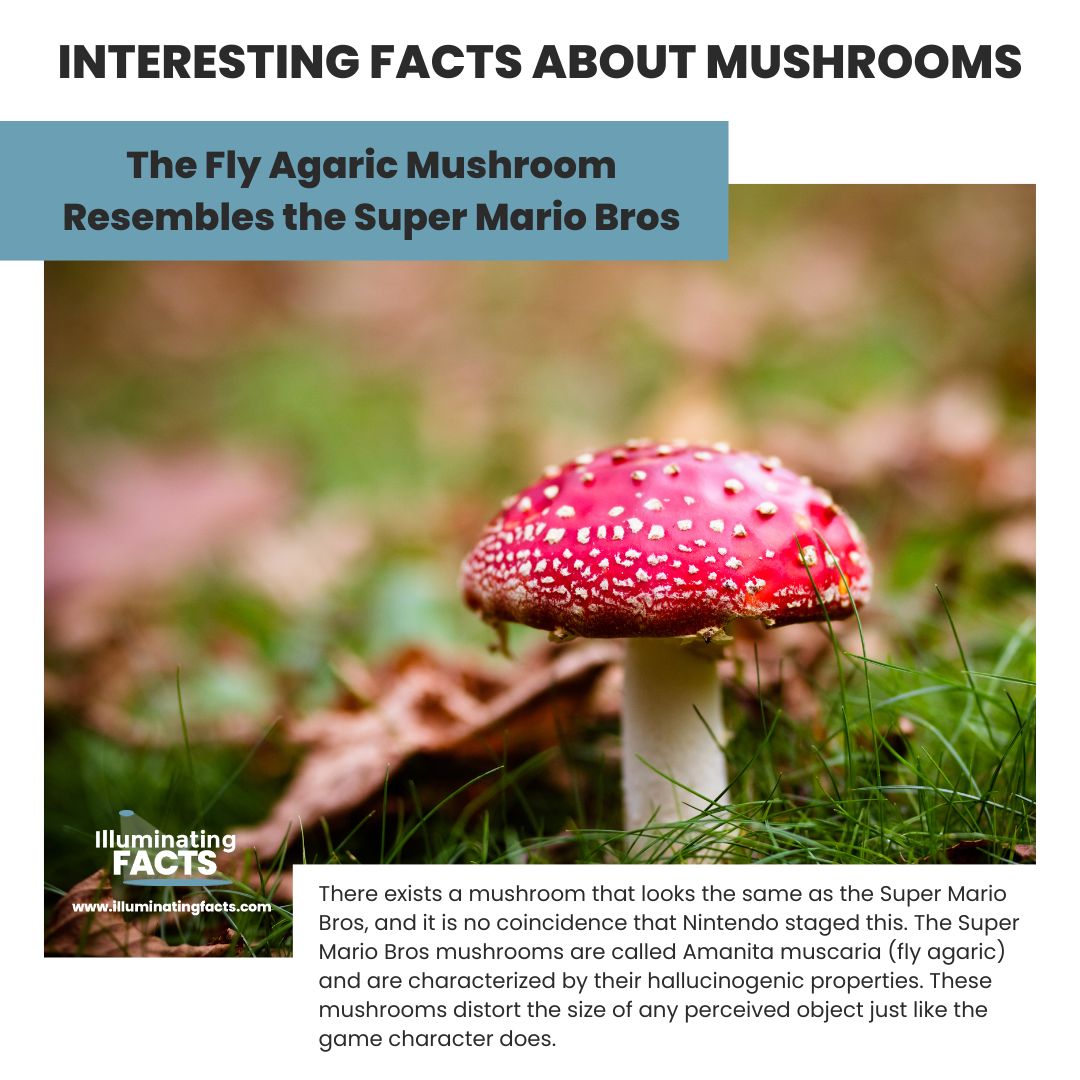 The Fly Agaric Mushroom Resembles the Super Mario Bros 