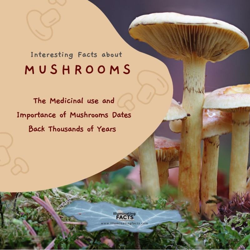 The Medicinal Importance of Mushrooms Dates Back to Thousands of Years 