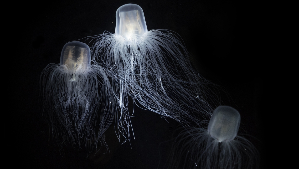 The Sea Wasp - Immortal Jellyfish