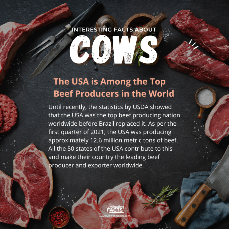 The USA is Among the Top Beef Producers in the World 