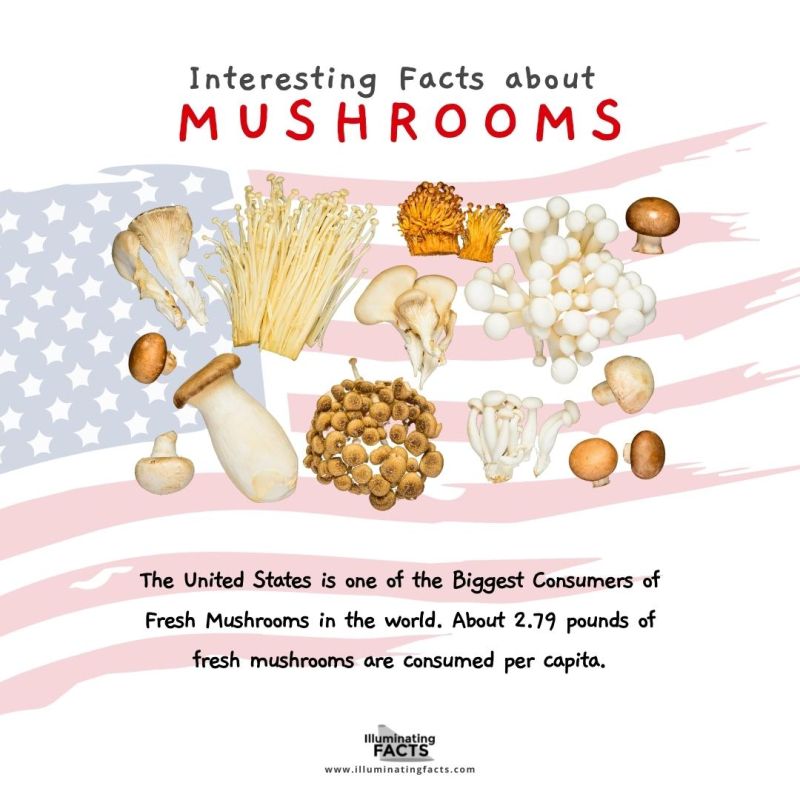 The United States is one of the Biggest Consumers of Fresh Mushrooms in the World 