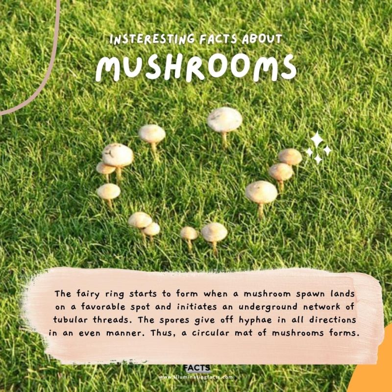 There is a Mushroom Called a Fairy Ring 