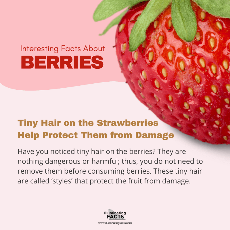 Tiny Hair on the Strawberries Help Protect Them from Damage