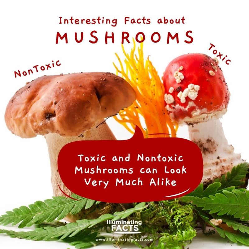 Toxic and Nontoxic Mushrooms Look Very Much Alike 