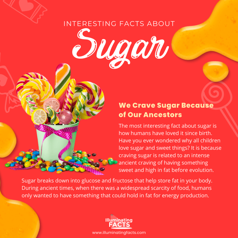 We Crave Sugar Because of Our Ancestors