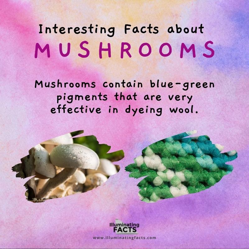 You Can Also Use Mushrooms for Dyeing