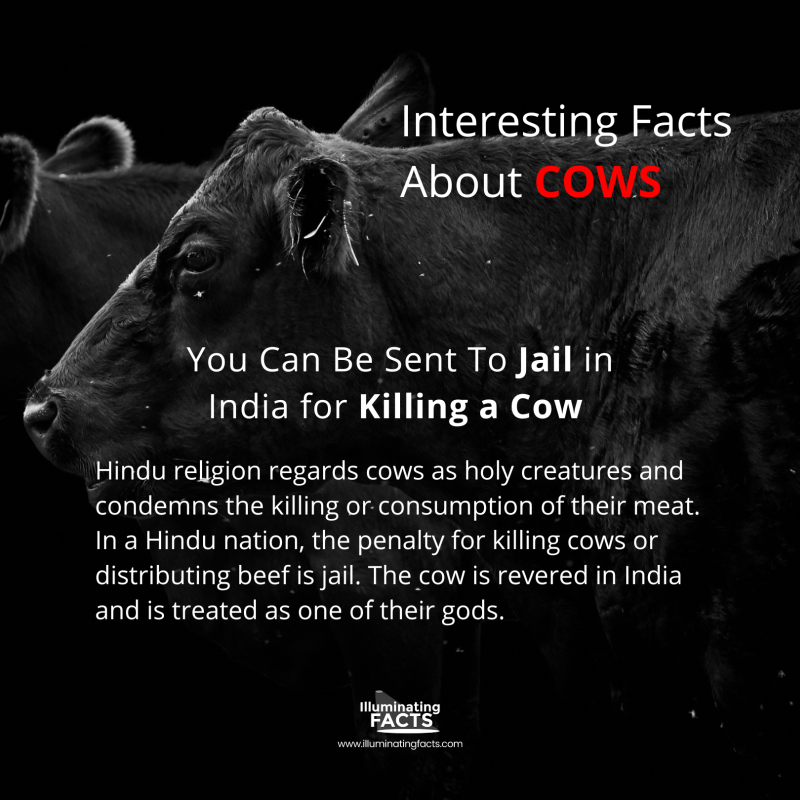 You Can Be Sent To Jail in India for Killing a Cow 