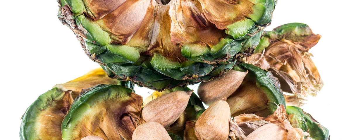 a bunya pine cone with lots of nuts inside