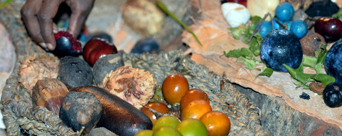 different Aboriginal fruits and seeds eaten by indigenous Australian people