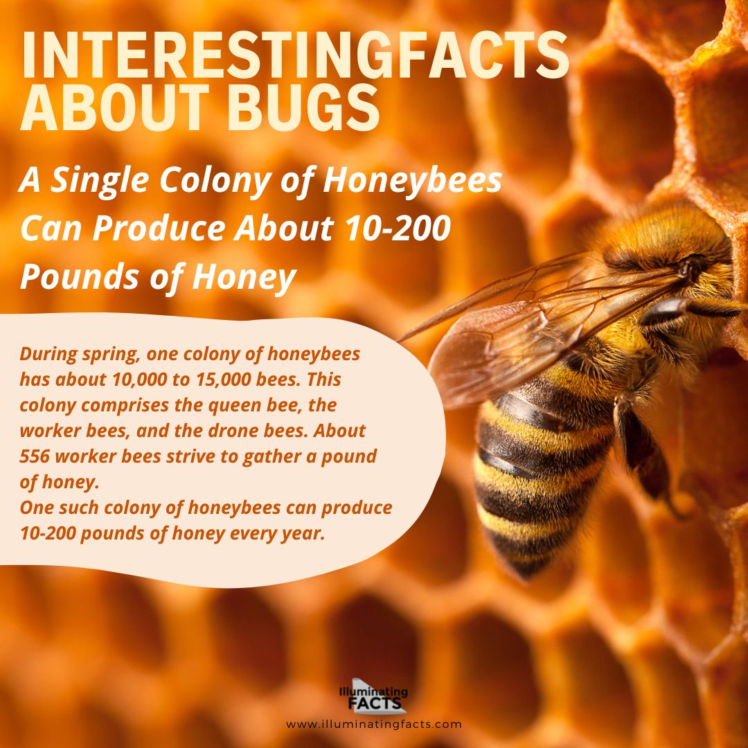 A Single Colony of Honeybees Can Produce About 220 Pounds of Honey