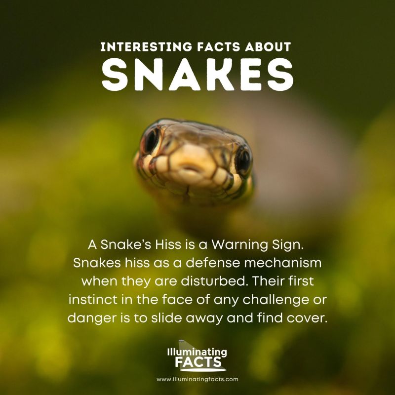 A Snake’s Hiss is a Warning Sign