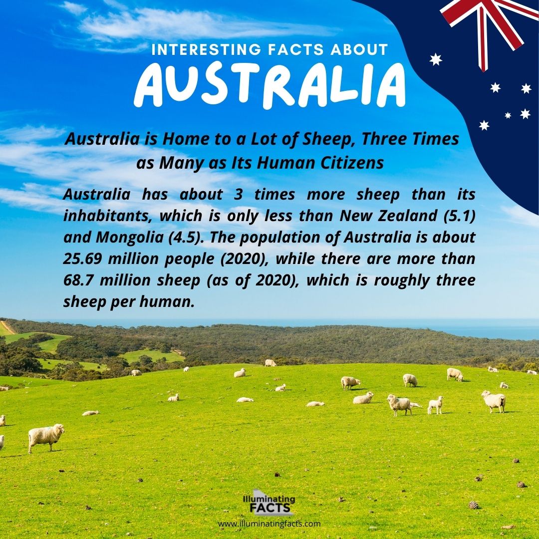 Australia is Home to a Lot of Sheep, Three Times as Many as Its Human Citizens