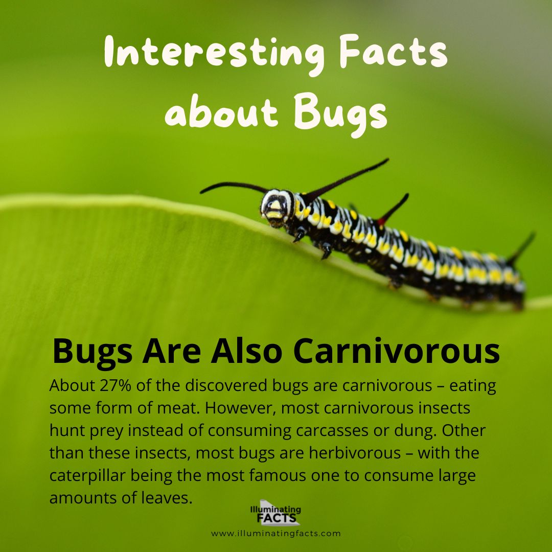 Bugs Are Also Carnivorous