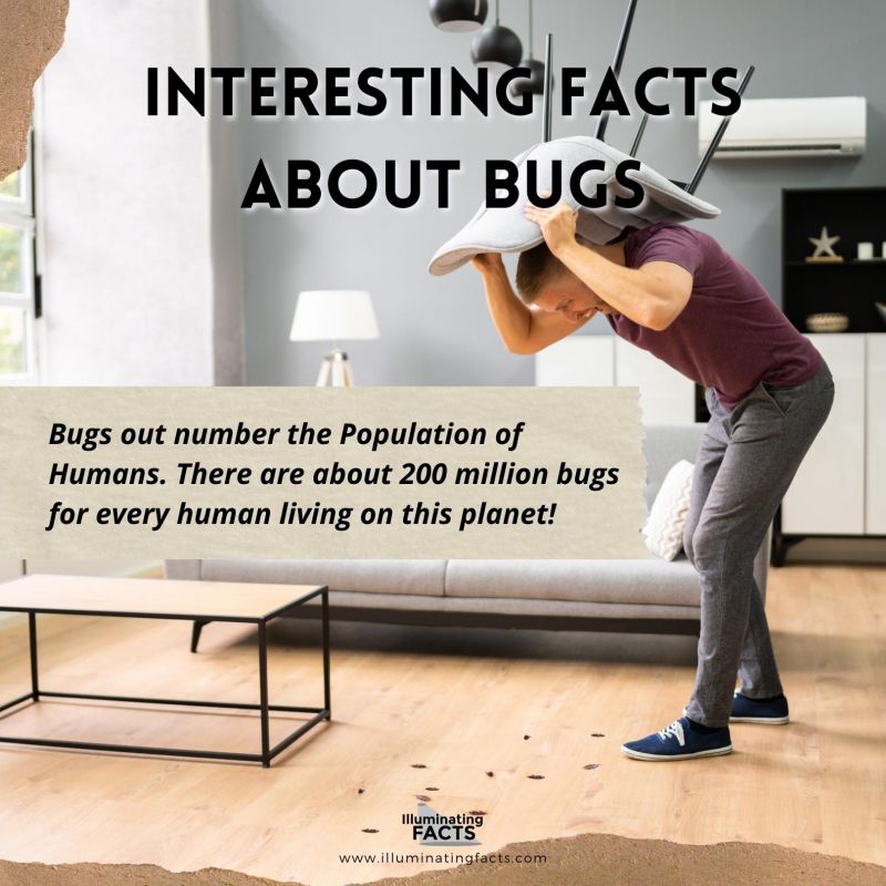 Bugs Outnumber the Population of Humans on The Planet