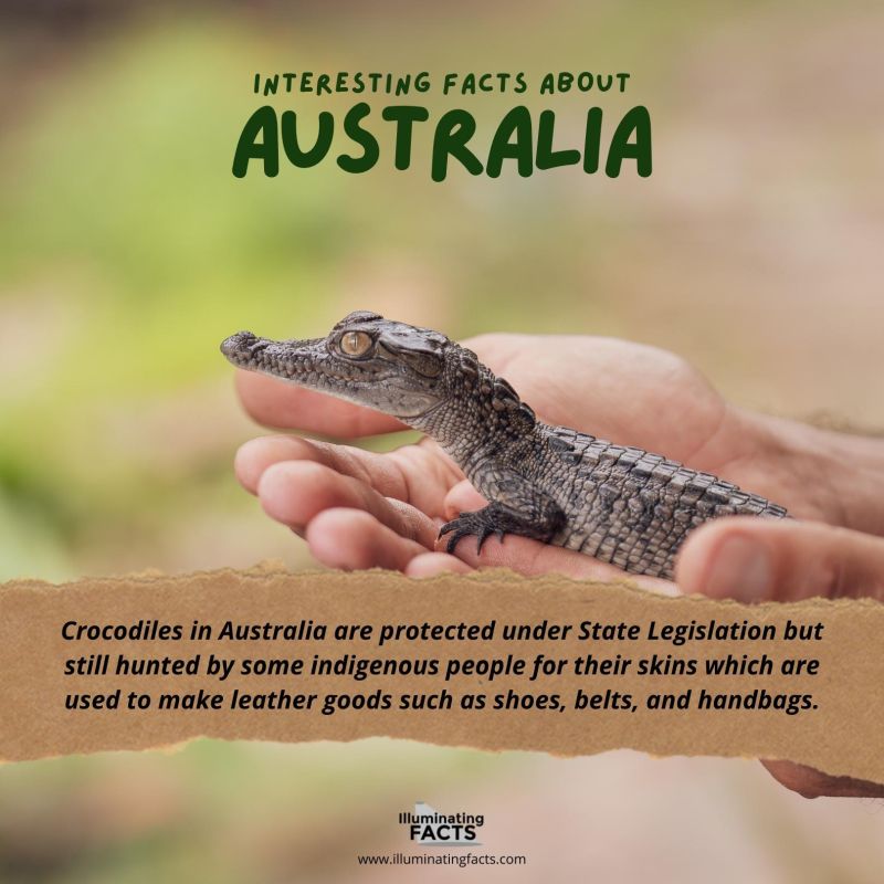 Crocodiles in Australia are protected under State Legislation