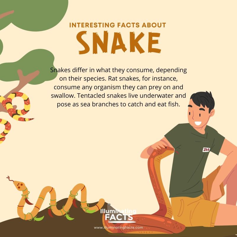 Different Species of Snakes Prey on Different Living Beings