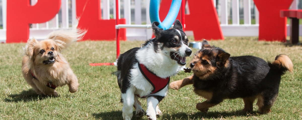 Dogs Joyfully Play And Run In Dog Park
