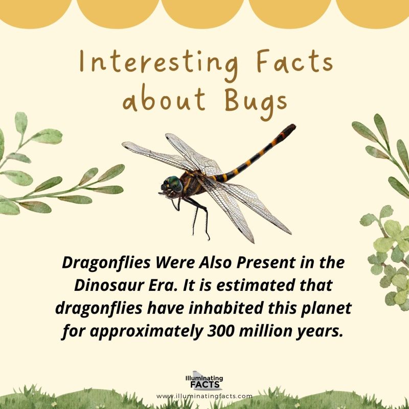 Dragonflies Were Also Present in the Dinosaur Era