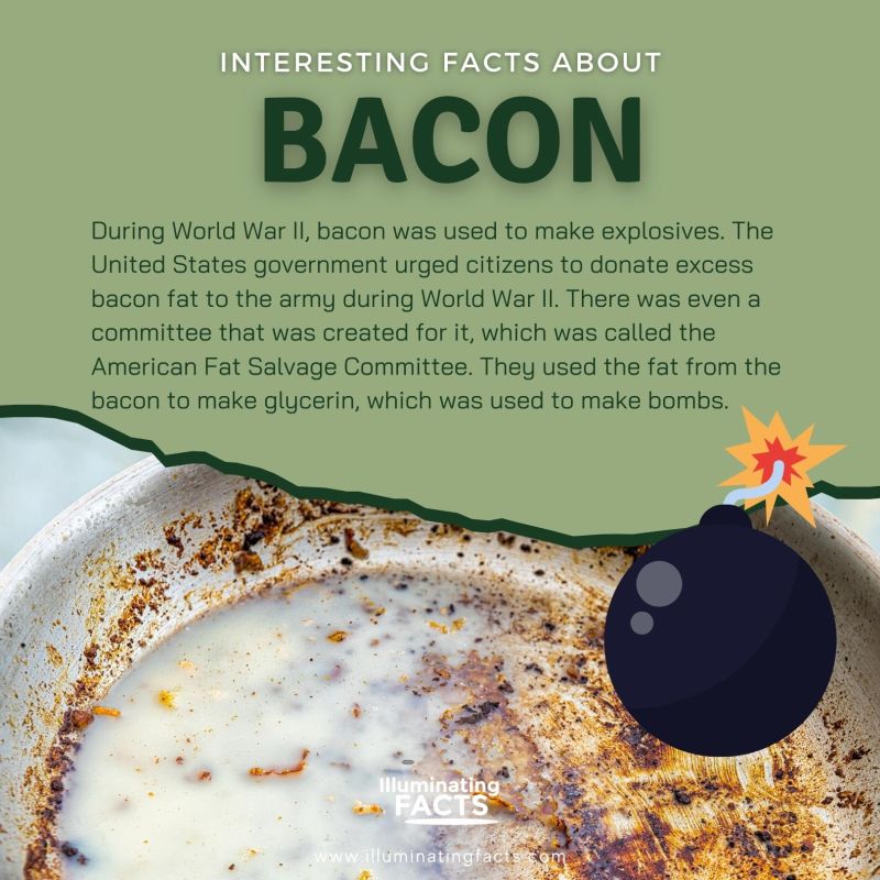 During World War II, bacon was used to make explosives