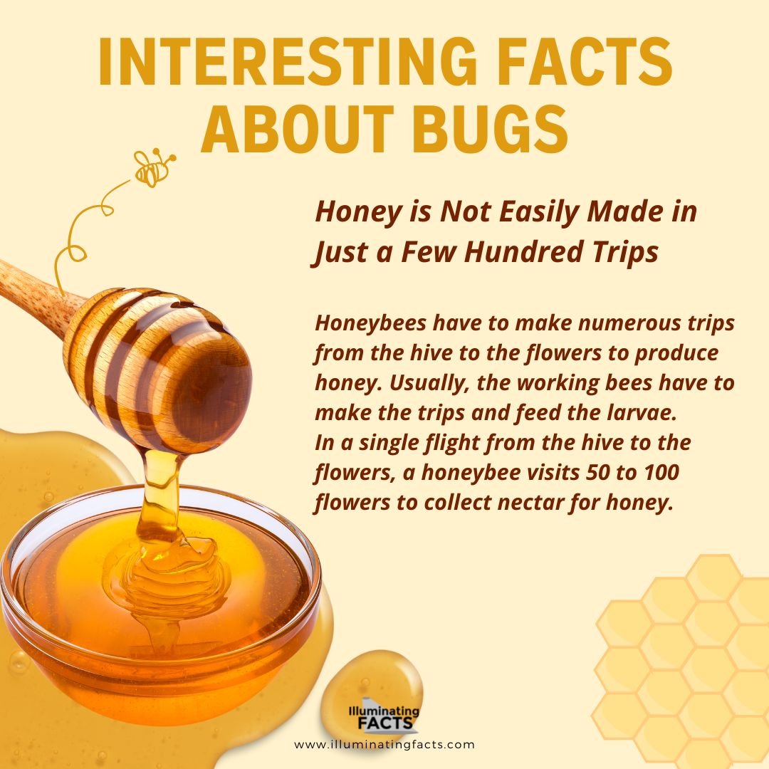 Honey is Not Easily Made in Just a Few Hundred Trips