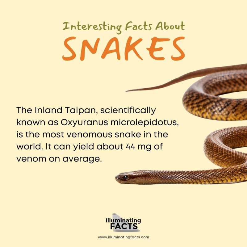 Inland Taipan is the Most Venomous Snake Worldwide