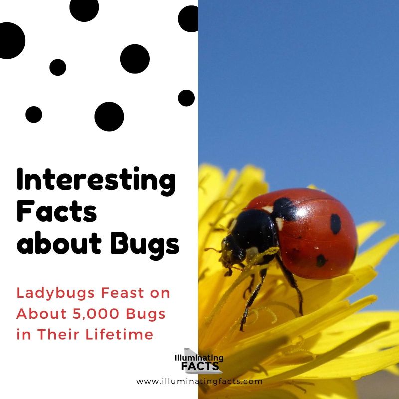 Ladybugs Feast on About 5,000 Bugs in Their Lifetime
