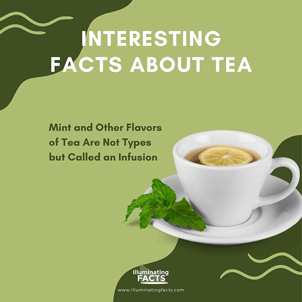 Mint and Other Flavors of Tea Are Not Types but Called an Infusion