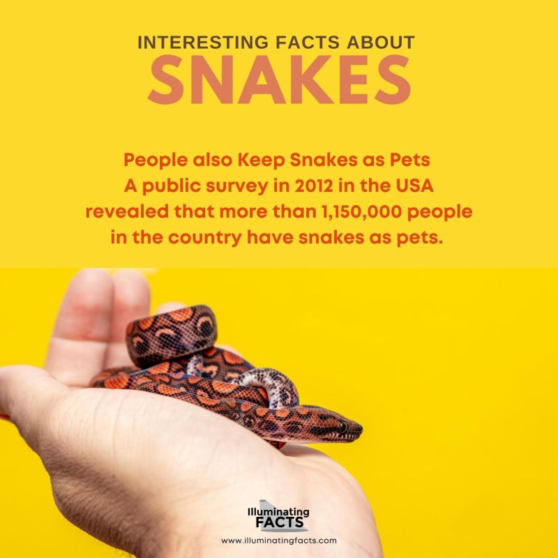 People also Keep Snakes as Pets