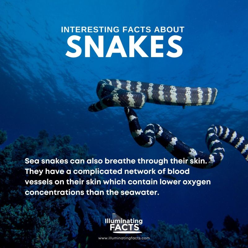 Sea Snakes Breathe Through Their Skin