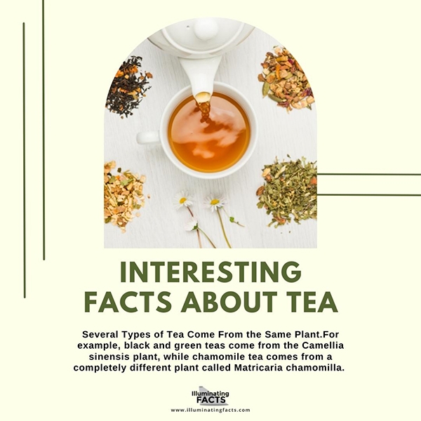 Several Types of Tea Come From the Same Plant