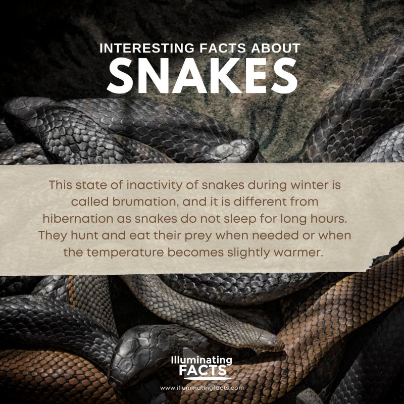 Snakes Brumate during Cold Weather