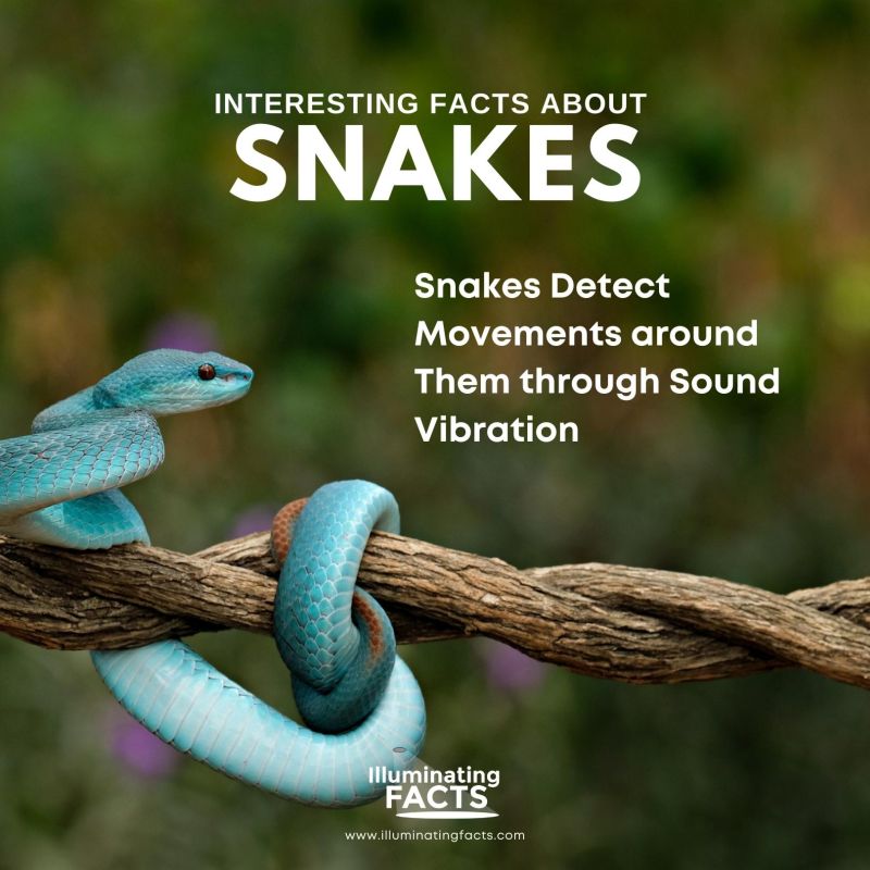 Snakes Detect Movements around Them through Sound Vibration